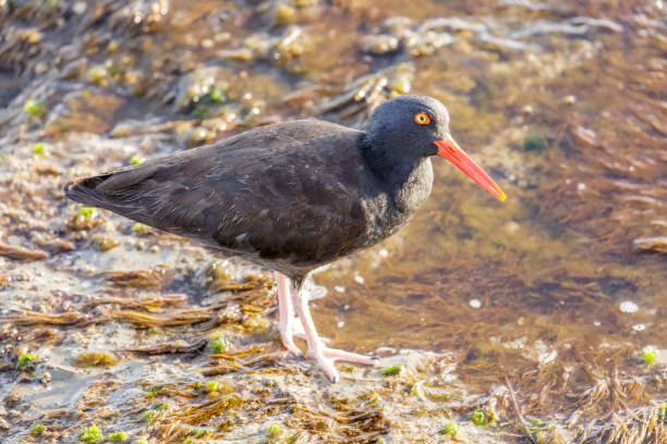 istock Black Oystercatcher (Haematopus bachmani), adult foraging. 1142567606