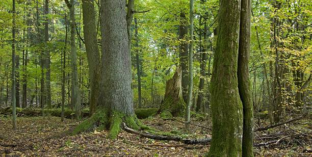 istock Autumnal landscape of natural deciduous stand 114256820