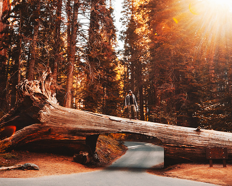 man on top of tunnel log at sequoia national park