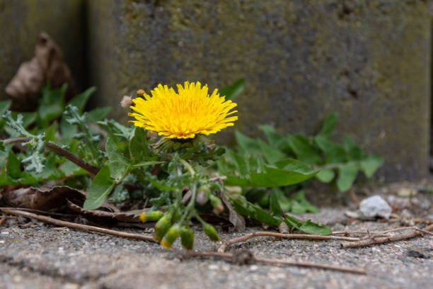 istock dandelion blossom in front of a wall 1142568335