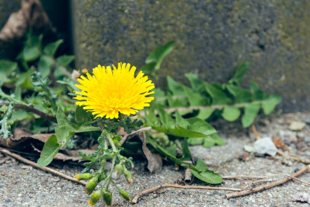 istock dandelion blossom in front of a wall 1142568359