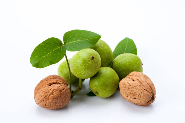 istock young and old walnuts with leaves 1142568675