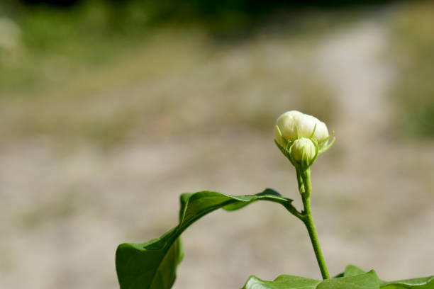 istock Jasmine flowers are not yet blooming. 1142572102