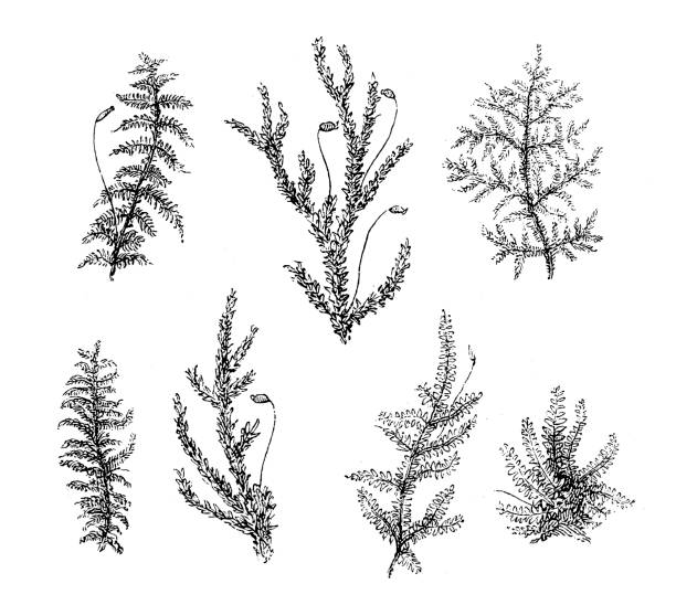 이끼 - peat moss 이미지 stock illustrations