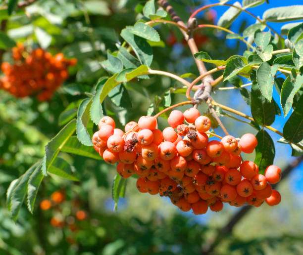istock ashberry at dry sunny summer day 1142573871