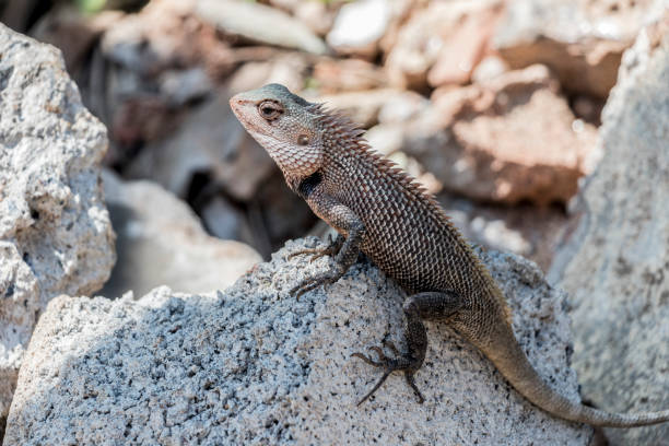 istock Lizard, agame, reptiles from Sri Lanka. 1142574017