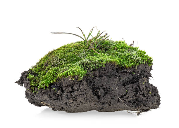 istock Green moss isolated on a white bakground 1142574076