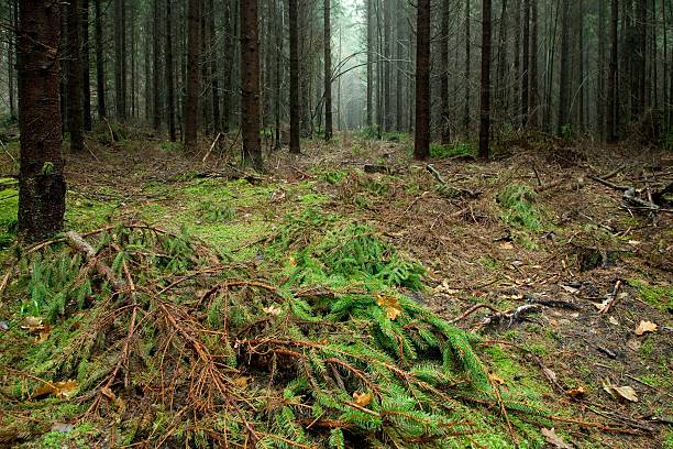 istock Spruce stand of Bialowieza Forest 114257545