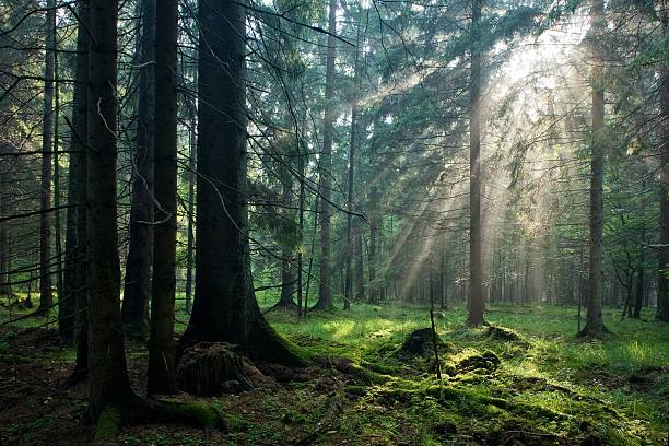 istock Panoramic view of forest with sun rays coming through leaves 114257622