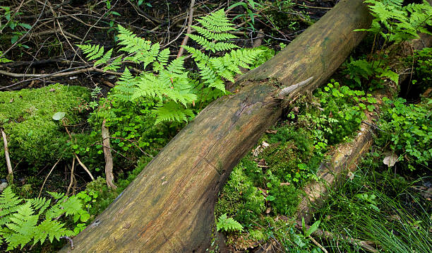 istock Part of trunk lying among plants 114257658