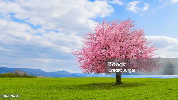 Lonely Japanese Cherry Sakura With Pink Flowers In Spring Time On Green Meadow Stock Photo - Download Image Now