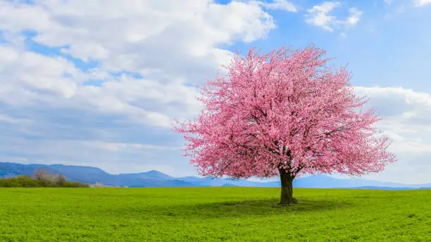 Blossoming cherry sakura tree on a green field with a blue sky and clouds.