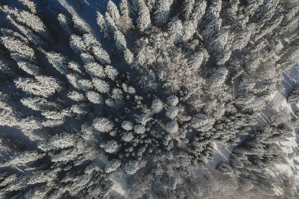 istock Drone shot of a snowy forest. 1142577205