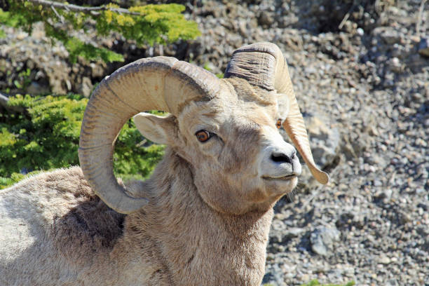 istock Bighorn sheep portrait 1142577252