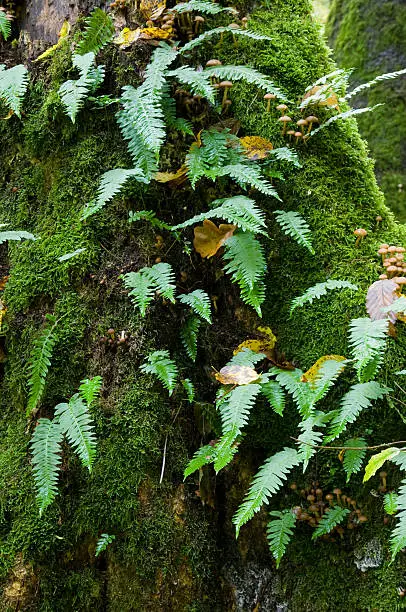 Monumental oak tree moss wrapped with lots of Common Polypody ferns