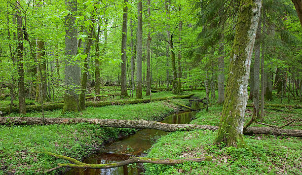 istock Springtime look of natural deciduous stand with little stream 114257777