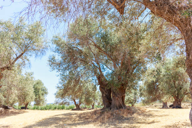 istock A stand of old Olive trees plantation 1142578032
