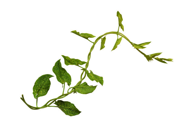 istock Bindweed sprigs with green leaves 1142578162