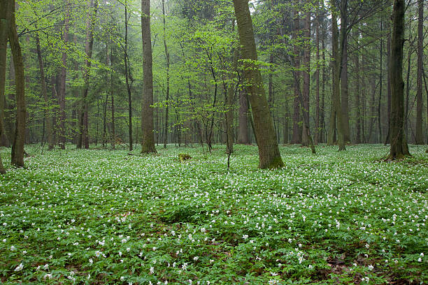 istock Springtime Wood Anemone flowers 114257819