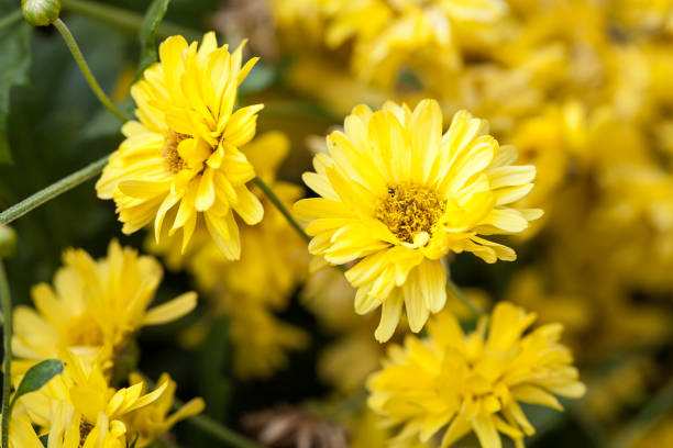 istock Chrysanthemum indicum Linn flower 1142578513