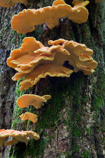 istock Sulphur Shelf fungi 114257900