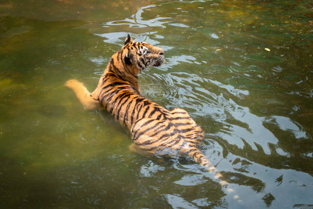 Close up 0f Sumatran Tiger in the water
