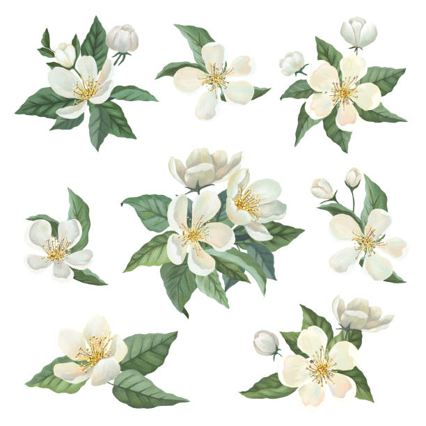 Apple blossom watercolor set Apple blossom watercolor set. Bouquets, flowers, leaves. Isolated on white background jasmine stock illustrations