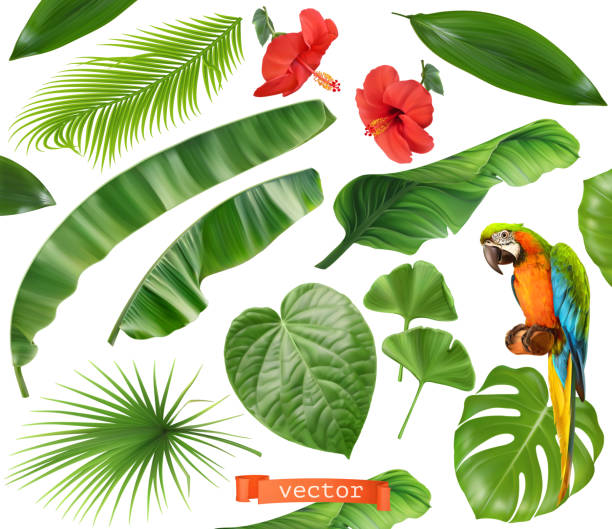 ilustraciones, imágenes clip art, dibujos animados e iconos de stock de botánica. conjunto de hojas y flores. plantas tropicales. 3d iconos vectoriales realistas - vector horizontal digitally generated image leaf