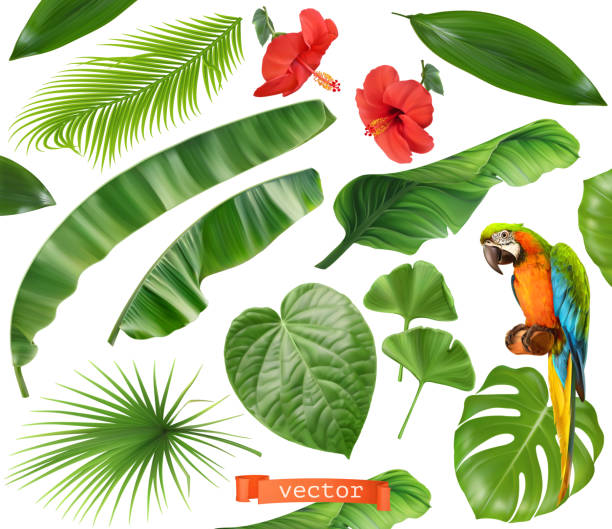 illustrations, cliparts, dessins animés et icônes de botanique. ensemble de feuilles et de fleurs. plantes tropicales. graphismes vectoriels réalistes 3d - symbol leaf white background isolated