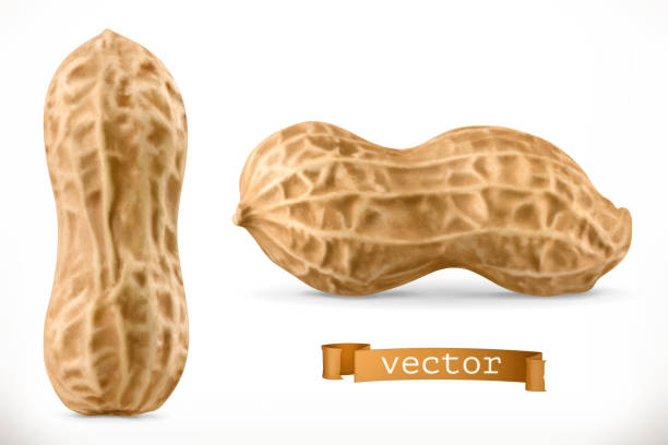 illustrations, cliparts, dessins animés et icônes de cacahuète. icône vectorielle 3d réaliste - peanut