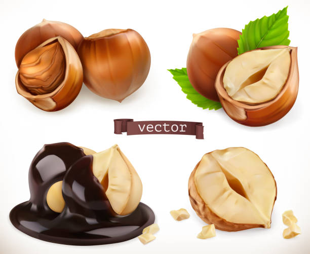 Hazelnut. 3d realistic vector icon set Hazelnut. 3d realistic vector icon set hazelnut stock illustrations