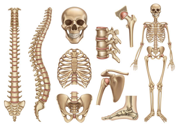 illustrazioni stock, clip art, cartoni animati e icone di tendenza di struttura scheletro umano. cranio, colonna vertebrale, gabbia toracica, bacino, articolazioni. anatomia e medicina, set di icone vettoriali 3d - arti inferiori scheletro