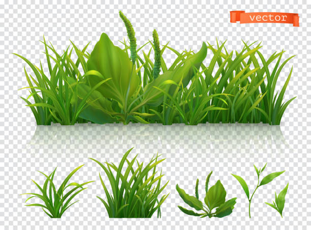 봄. 녹색 잔디, 3d 현실적인 벡터 아이콘 세트 - vector horizontal digitally generated image leaf stock illustrations