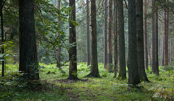 istock Early morning in the forest with dead spruces still standing 114258054
