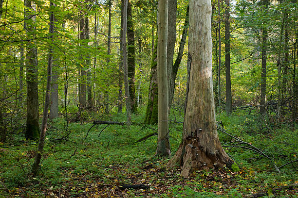 istock Natural mainly deciduous stand of Bialowieza Forest 114258066
