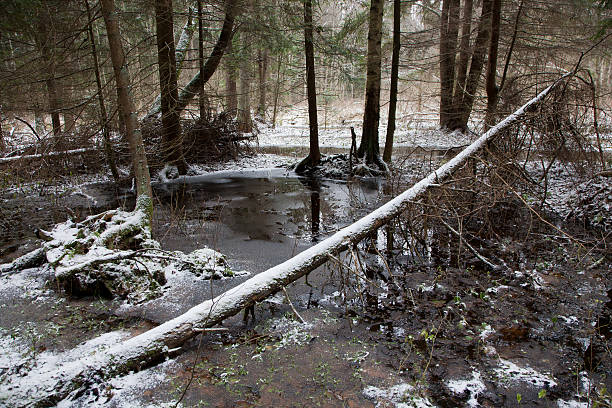 istock Early winter landscape with dead spruce 114258108