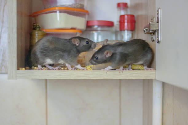 destruction des stocks alimentaires. les souris sont noires deux pièces. symbole - rongeur photos et images de collection