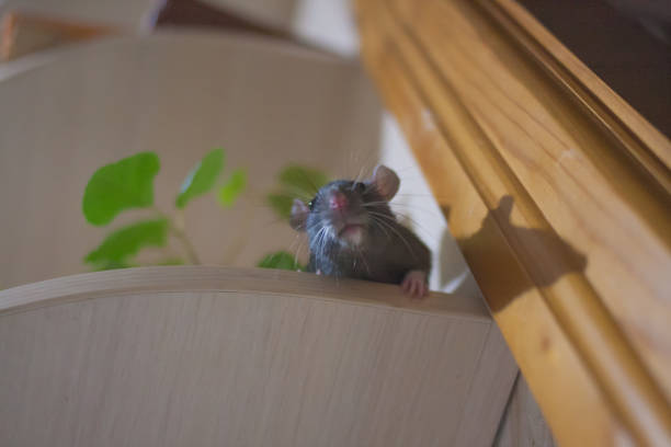istock relaxation concept. black rat in the cupboard on the shelf. 1142581961