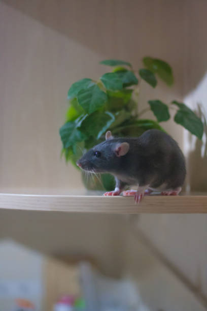 istock relaxation concept. black rat in the cupboard on the shelf. 1142581963