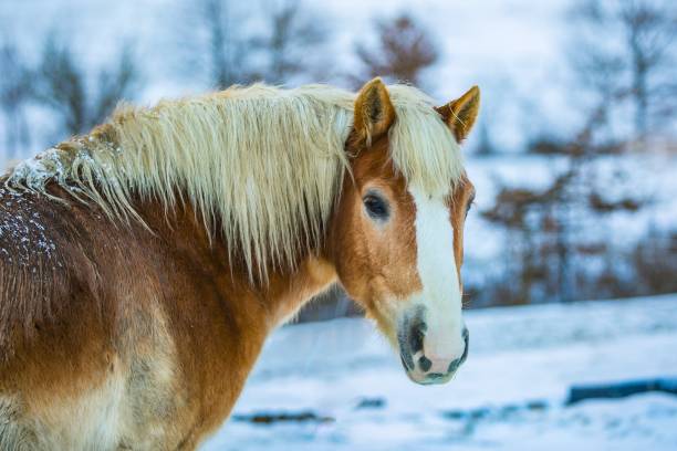 istock Haflinger horse on a winter day 1142582050