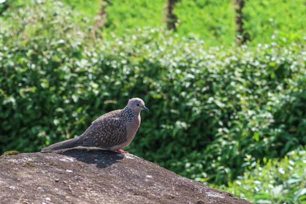 istock Alone pigeon sitting in on stone 1142582730