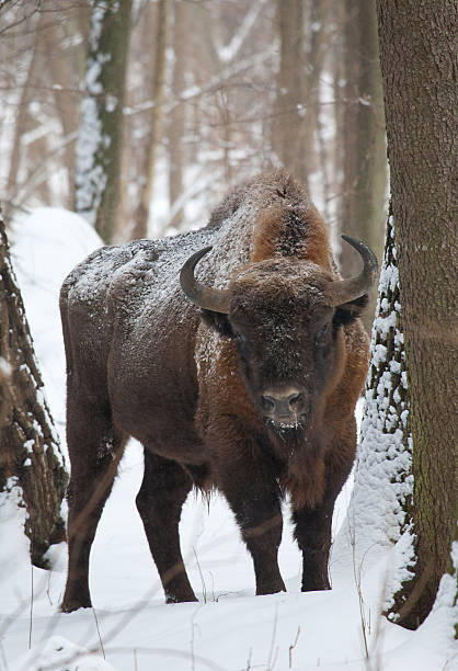 istock European bison bull in winter 114258279