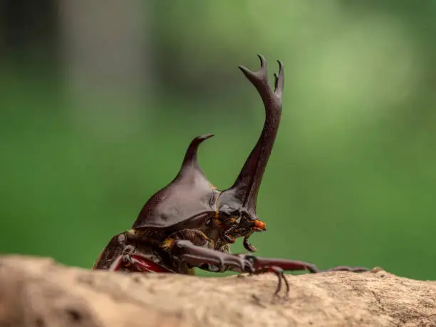 Photo of Beetle on the tree.