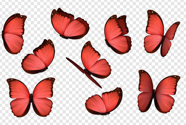 бабочка красная. изолированные бабочки. - isolated spring red flower stock illustrations