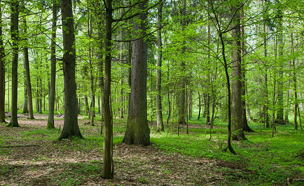istock Early spring morning in mixed stand 114258472