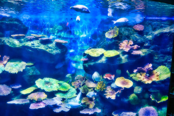 istock Sea Life Aquarium in Bangkok 1142584723