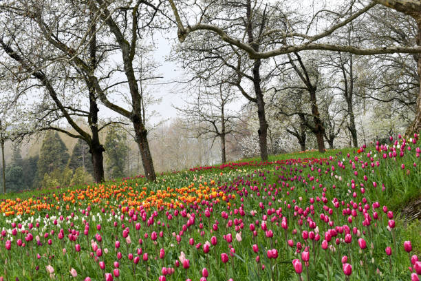 istock Tulips in garden. 1142585006