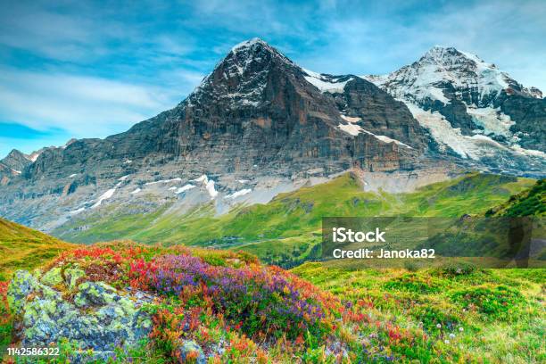 Beautiful Alpine Flowers And High Snowy Mountains Near Grindelwald Switzerland Stock Photo - Download Image Now