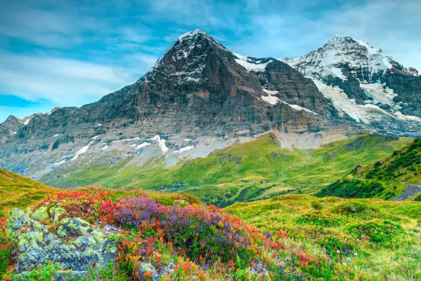 Famous hiking and touristic place, wonderful colorful alpine flowers and high mountains with glaciers in background, Grindelwald, Bernese Oberland, Switzerland, Europe