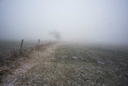 fog landscape with a tree, taken in southern germany on the schauinsland at over 1200m height